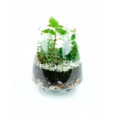 Terrarium Life